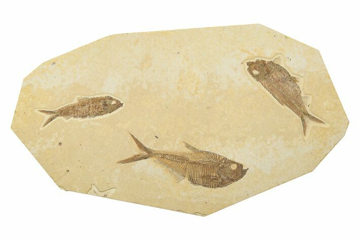 Multiple Detailed Fossil Fish Plate - Wyoming #240455